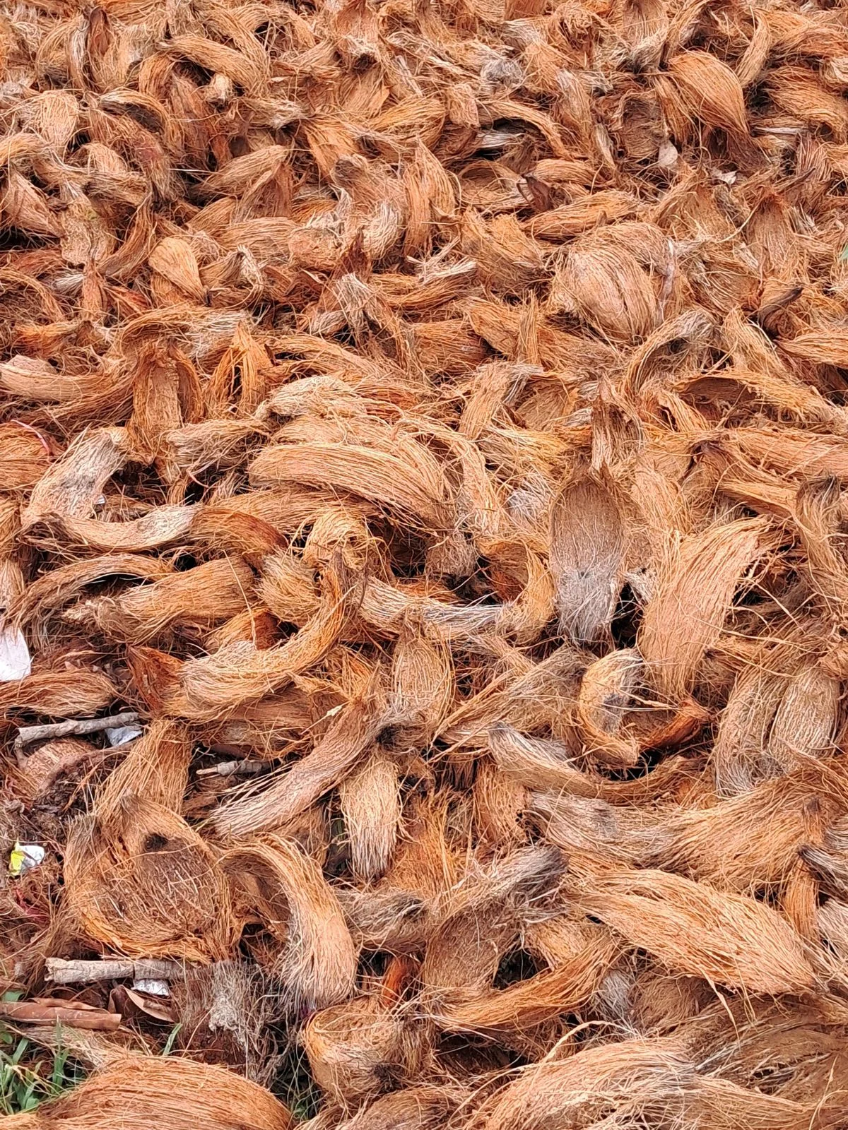 Coir Fibre (Bristle & Mattress Fibre)